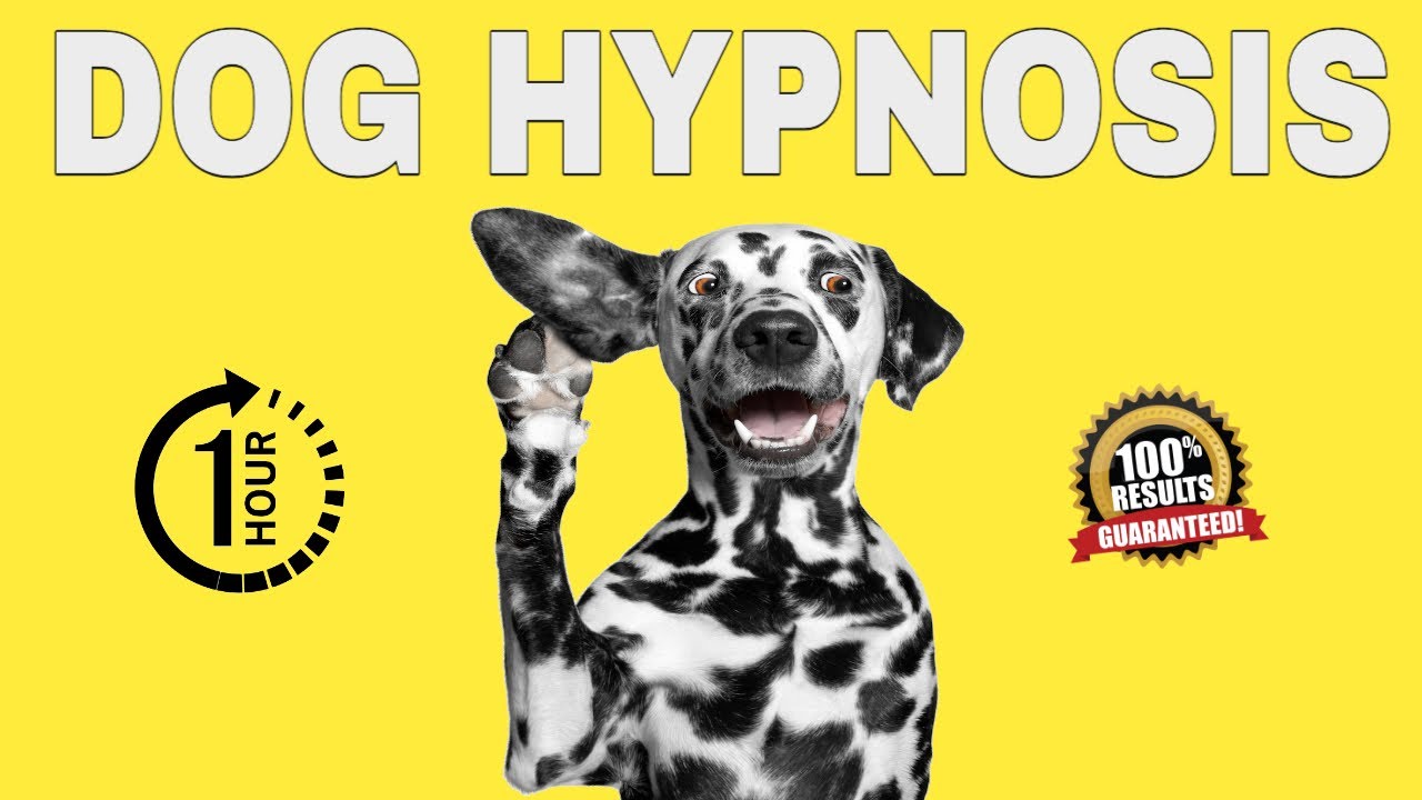 Sound To Calm Dogs Down Dog Hypnosis For One Hour Youtube