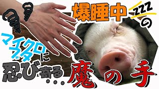 #7 【安眠妨害】寝ているマイクロブタに色々してみた【寝顔にメロメロ】