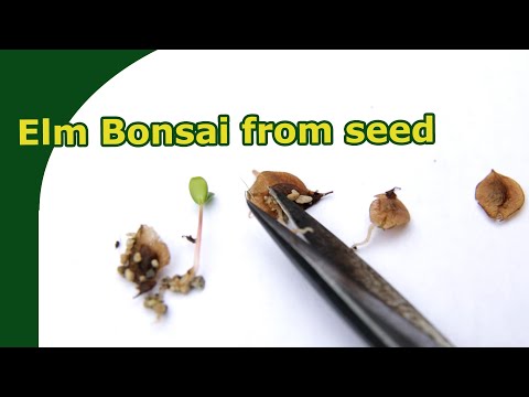 How do you grow Chinese elm seeds?