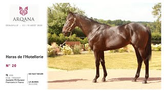 Arqana 2022.08 - Lot N° 20 - M. / No Nay Never x La Berma présenté par le Haras de L'Hotellerie.