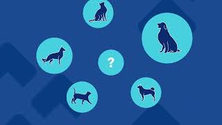 Askvca Nutrition Why Is My Pet A Picky Eater