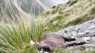 Time out in the wilderness - Himalayan Tahr