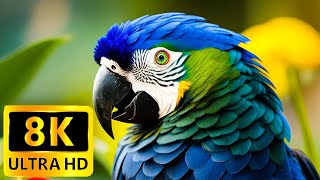 8K Birds - THE WORLD'S LARGEST COLLECTION OF BIRDS with Relaxing Music - 8K Ultra HD/8K TV