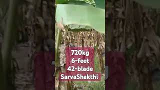 SarvaShakthi Rotavator banana special 720kg 6-feet 42-blade working video