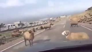 Ram Accidentally Headbutts a Passing Car