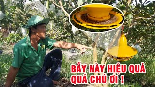 HIỆU QUẢ TIÊU DIỆT RUỒI VÀNG SAU 1 TUẦN SỬ DỤNG TRÊN ỔI