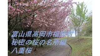 【ドローン空撮】富山県高岡市福岡町・秘密の桜の名所編　八重桜　　＠岸渡川の桜を守る会