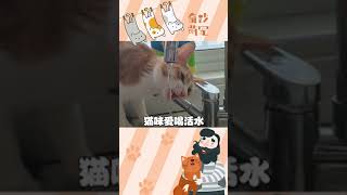 贫民窟养猫第二弹来了，有了这个清单，你晚饭的肉都能多两斤！