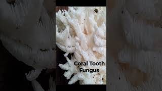 CORAL TOOTH \u0026 BEARS HEAD MUSHROOM- Edible and medicinal- I found the mother load