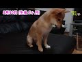 豆柴子犬たった2ヶ月でこんなに大きくなる～成長記録ビデオ（第56話 mameshiba💗shibainu🐶