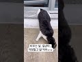 불쌍한 길냥이ㅜ.ㅜ 저녁 맛있게 먹으렴 먹방 shorts 냥이 길고양이