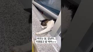 불쌍한 길냥이ㅜ.ㅜ 저녁 맛있게 먹으렴!! #먹방 #shorts #냥이 #길고양이