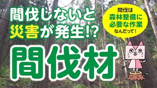 間伐材  ～森林整備に必要な取り組み～  #30