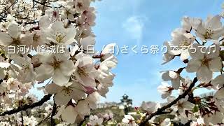 白河小峰城の城下公園の桜2024