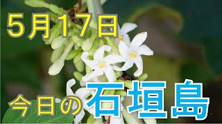 石垣島の海、天気の様子　5月17日　30秒でわかる今日の石垣島の天気