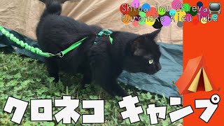 【猫動画】⛺️北海道キャンプ ペットOK・猫がハーネス、首輪をつけてお出かけ、散歩・ひがしかぐら森林公園 キャンプ場にて。猫用ハーネス Pet Safe「Come with me kitty」