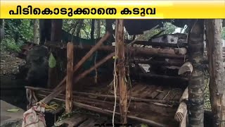 കൂട്ടിലാകാതെ അമരക്കുനിയിലെ കടുവ, ഇന്നും ആടിന് നേരെ ആക്രമണം | Wayanad