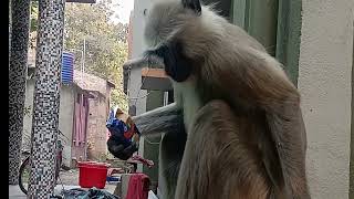 Look at the monkey's mischief #monky #manabvlog808 #animals