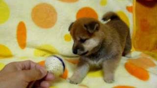 かわいい柴犬の子犬　アイノハルコの長男（2009年6月18日生まれ）