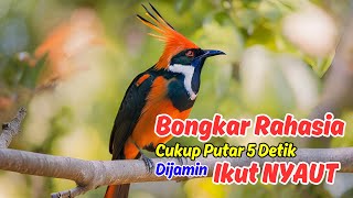 Dijamin Langsung Ngegas! Terapi Ajaib untuk Murai Batu yang Bikin Lawan Kalah Telak!