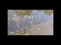 鯉を撮影していたら巨大魚が映りこんだ！！　big fish