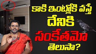 కాకి ఇంట్లోకి వస్తే దేనికి సంకేతమో తెలుసా? What Happens When A Crow Came to House | Unknown Facts