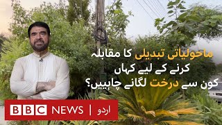 Climate Change: Which trees should be planted where? - BBC URDU