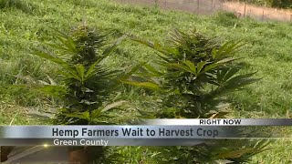 Hemp Farmers Wait to Harvest Crop