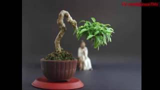 Bonsai collections and bonsai works of members