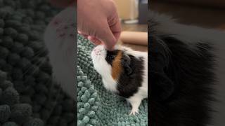 A pleasant #moment #swinkimorskie #guineapig #морскаясвинка #cavia #животные #animales #love #cute