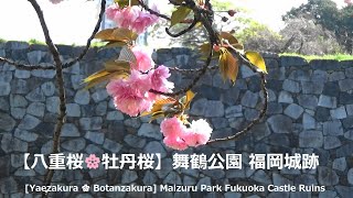 【八重桜🌸牡丹桜】舞鶴公園　福岡城跡2023福岡県[Yaezakura 🌸 Botanzakura] Maizuru Park Fukuoka Castle Ruins 2023