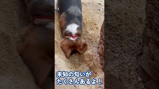 嗅ぎながら…必死で穴掘りをする、ビーグル犬