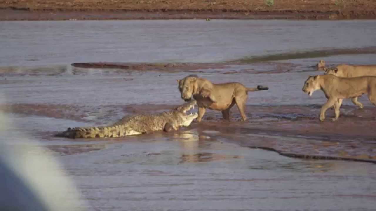 Crocodile Attack Lion