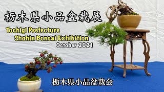 栃木県小品盆栽展 2021年10月／Tochigi Prefecture Shohin Bonsai Exhibition