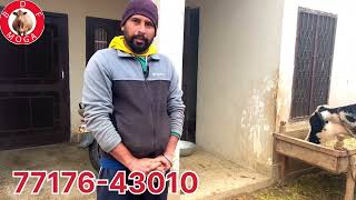 ਘਰ ਦੀਆ 4-4 ਦੰਦ ਗੱਬਣ ਤਿਆਰ ਵੱਛੀਆ ਵਿਕਾਉ -2 cow for sale (2-1-2025)