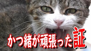 野良猫かつ緒　動物病院で口内炎治療した3日後鳴き声あげて見せてくれました