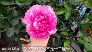 记录第一波盛开的月季花们（婚礼盒、伊芙飞溅、乙女心、清流、红色直觉）