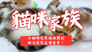 【寵物解答】小貓咪兄弟姐妹間的排名竟然這麼重要？ #養貓知識  #養貓新手  #貓咪 #subscribe