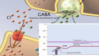 Chapter 12   EPSP, IPSP, and Summation