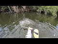 epic golden barra smashes lure next to kayak