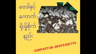 ဗေဒါသီးသန့် ကောက်ရိုးမှိုစိုက်နည်း| how to grow the strawmushrooms with hyacinths| Mushrooms Farming