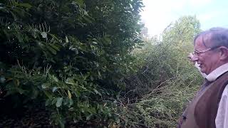 How we prune large laurel hedge windbreaks