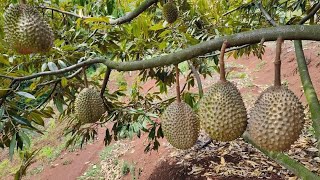 3 cara terbaik sambung pucuk durian cocok bagi pemula