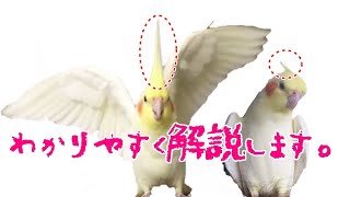 オカメインコの冠羽が寝たり逆立つ理由とは!?cockatiel【オカメインコのきなこ】