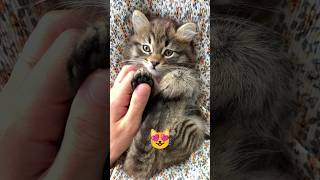 4K cat video #shorts #cat #cute #viralvideo