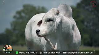 JDH Frio Manso 433/2 |  Gray Brahman Bull | ML Brahman | JD Hudgins #brahman