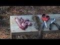 how to prepare a harvested squirrel small game hunting