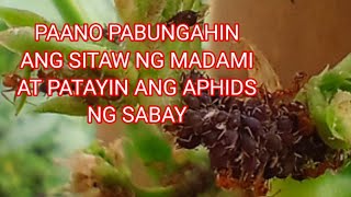 PAANO PATAYIN ANG APHIDS SA PINAKA MABILIS NA PARAAN AT PARAMIHIN ANG BUNGA NG SITAW