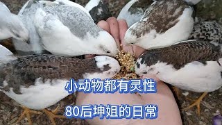 芦丁鸡：80后坤姐阳台上养的宠物每天跟它们互动，都很有灵性不怕人