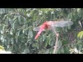 dragonfly scarlet skimmer or ruddy marsh skimmer